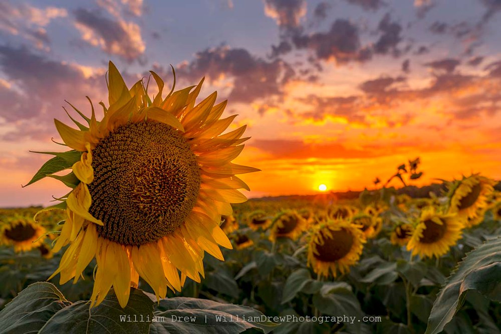 Summer Sunflower Sunset 3 sm