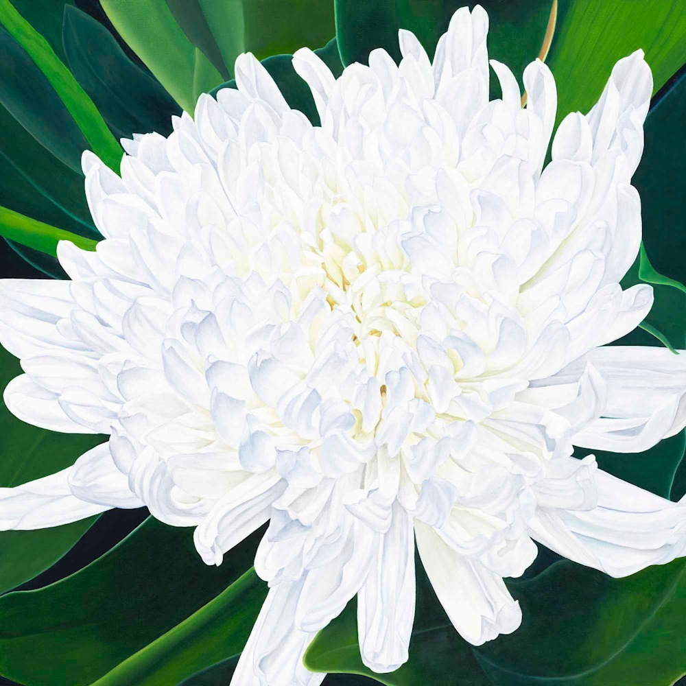 Michele Wilson 007 Chrysanthemum 2000px