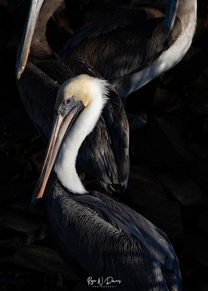 Pelican Pile