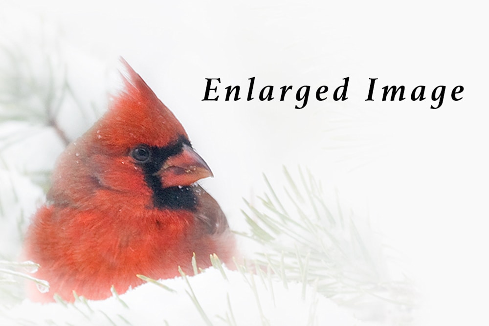 cardinal enlarged