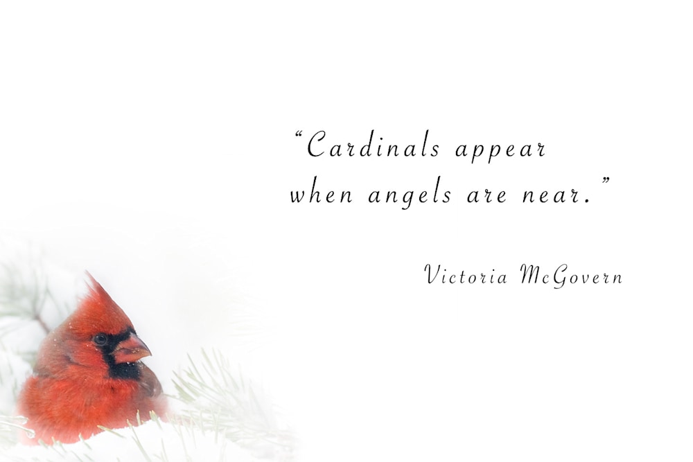 cardinal angels