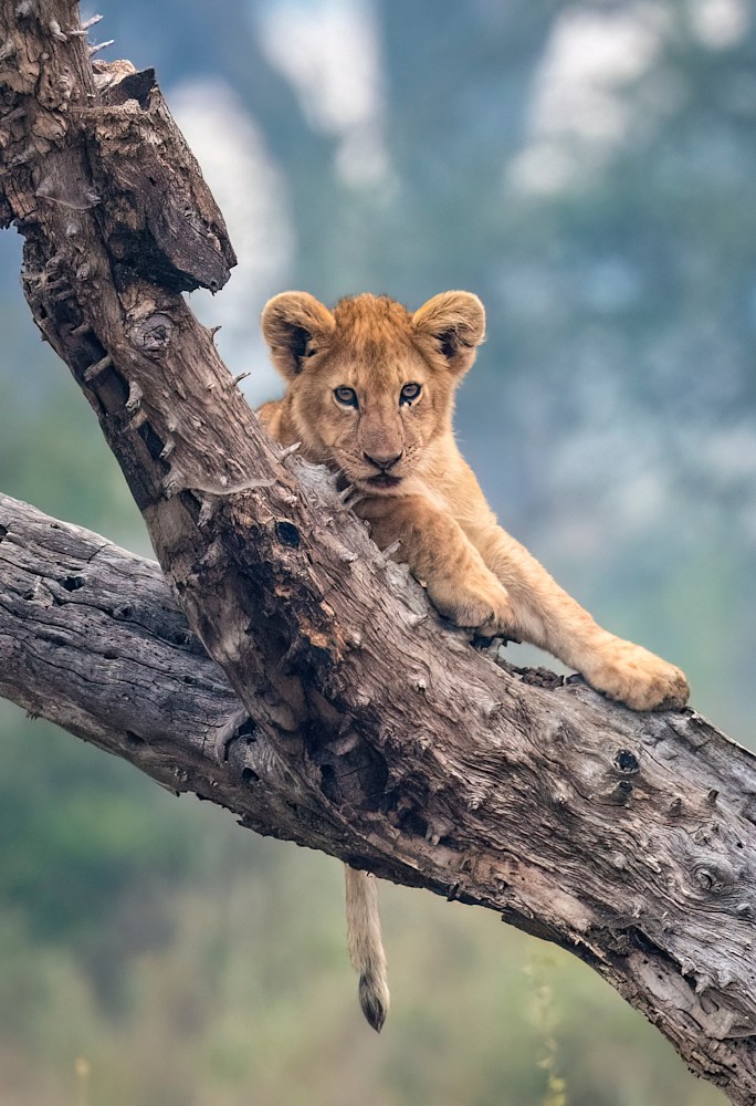 Up a Tree