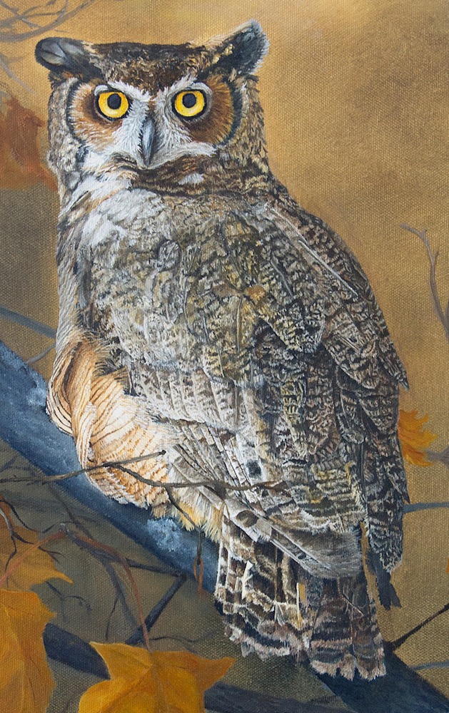 Autumn Highlights   Great Horned Owl   owl detail