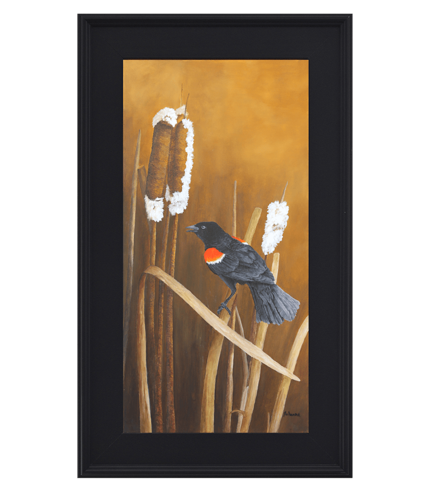 marsh song red winged blackbird framed with original painting