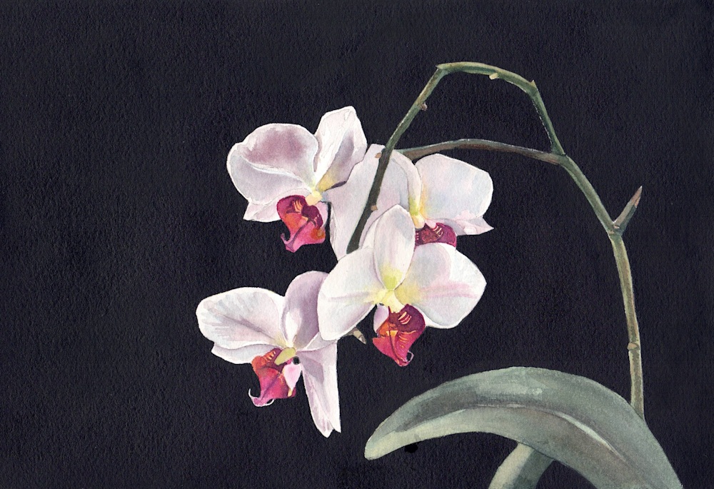 Orchid 13 7x10