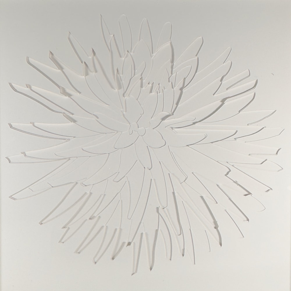 Dahlia 3   White