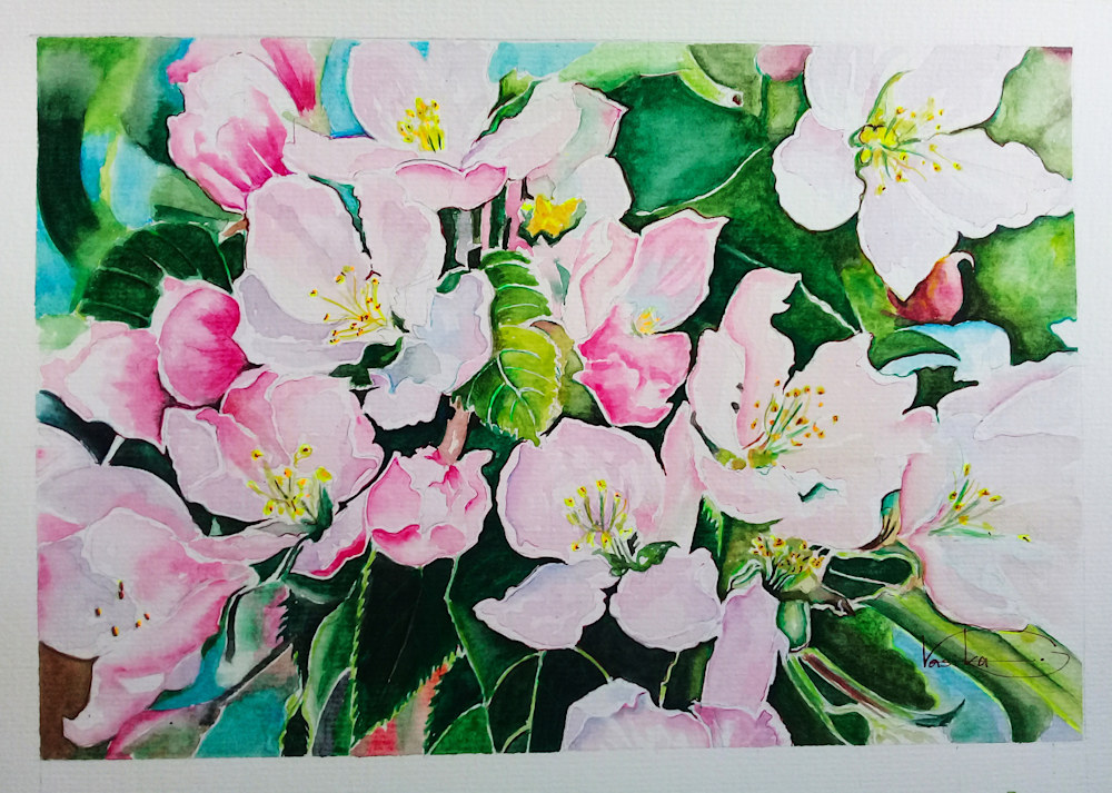 Apple blossoms  RR 0311 P 3