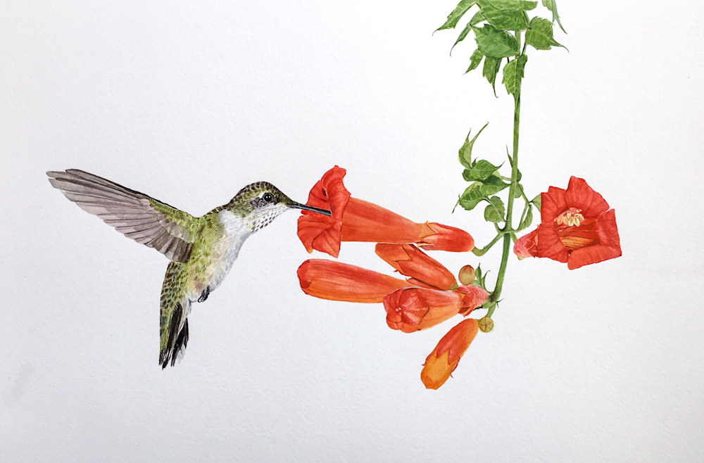 painting hummingbird