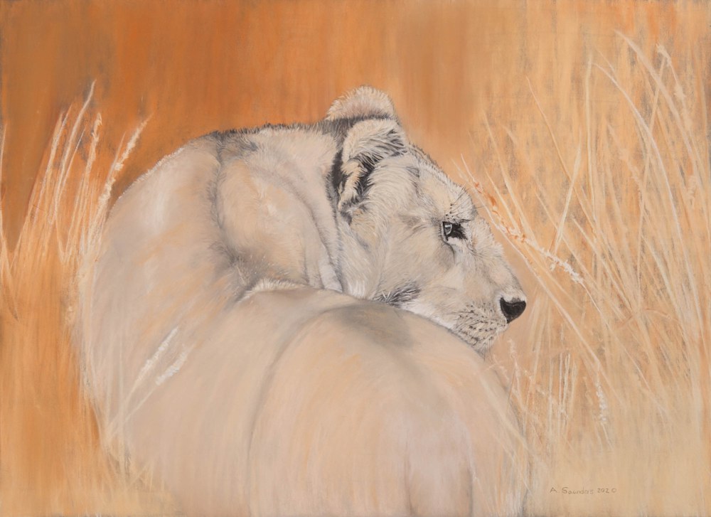 African Lioness 