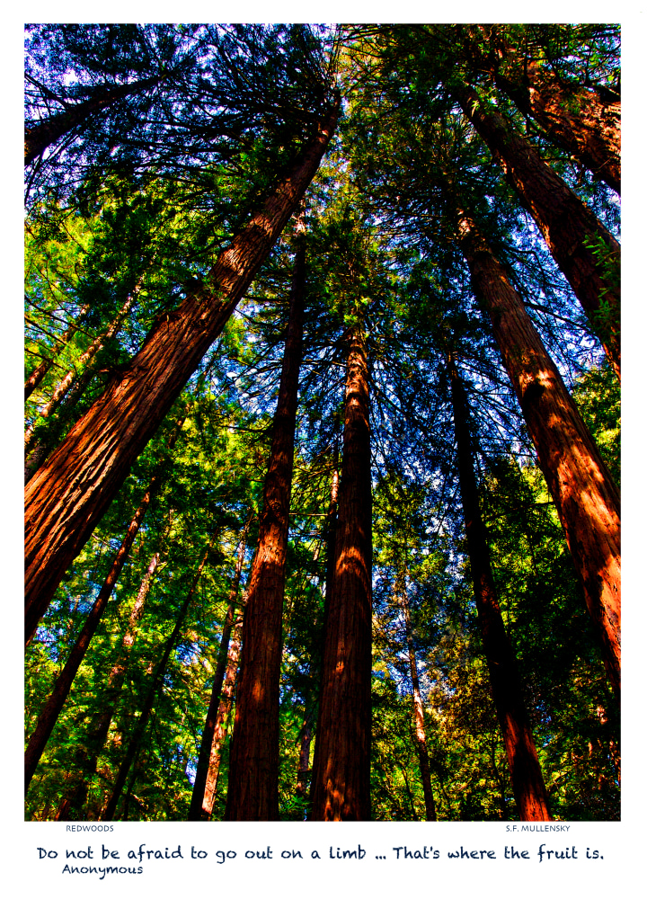 Redwoods1a