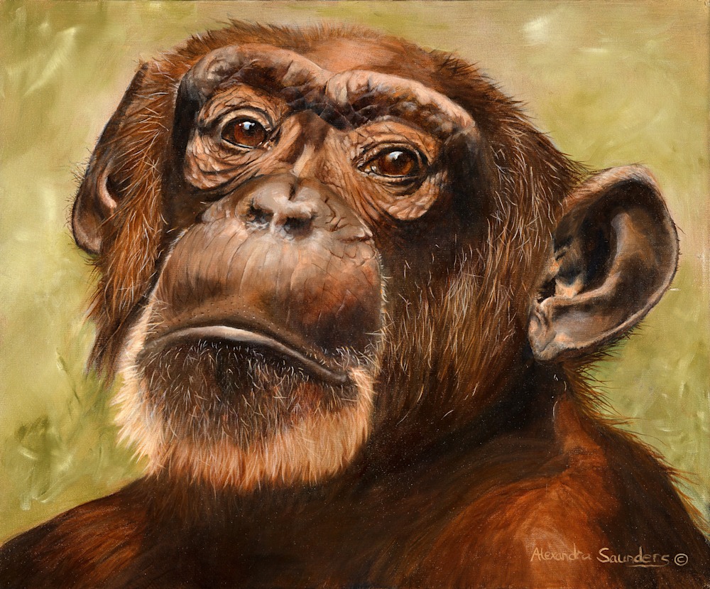 Alexandra Saunders   Western Chimpanzee