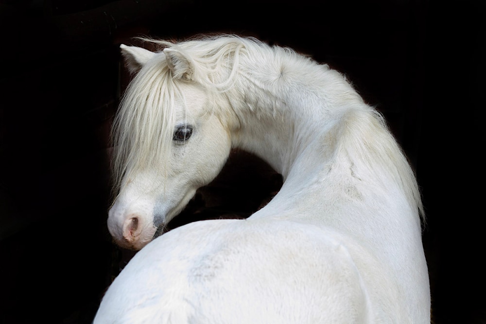 Horse Hungary Storm Budapest wvbctm