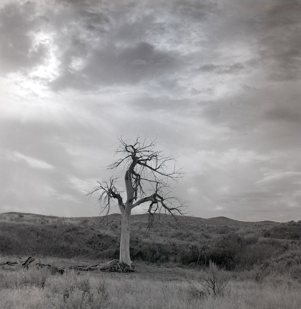 Witness Tree Battle of the Little Big Horn Storm Best Sellers ctyoro