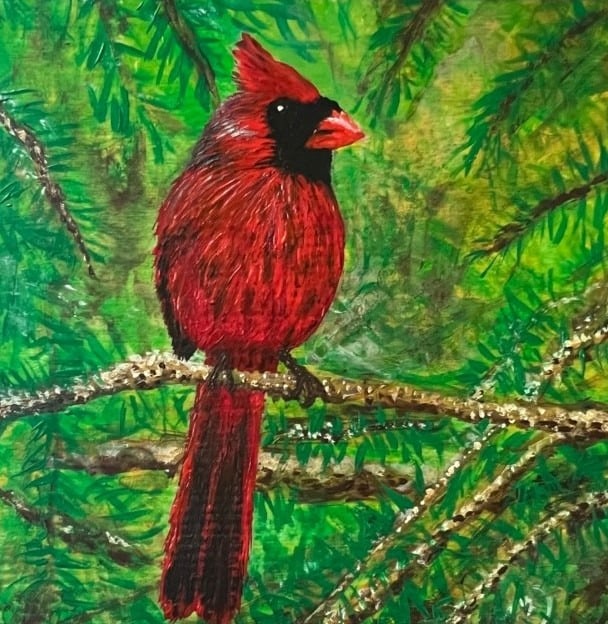 Cardinal perched on pine branch