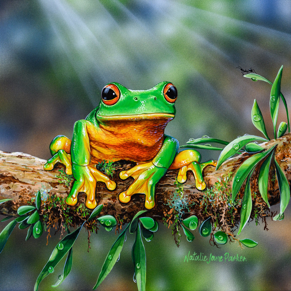 After the Rain   Red eyed tree frog