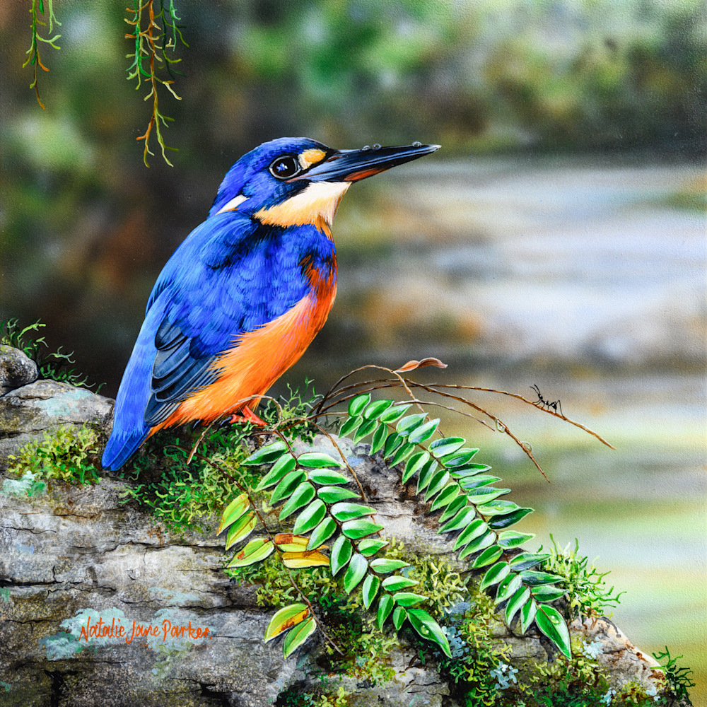 Eye of the Beholder   Azure Kingfisher