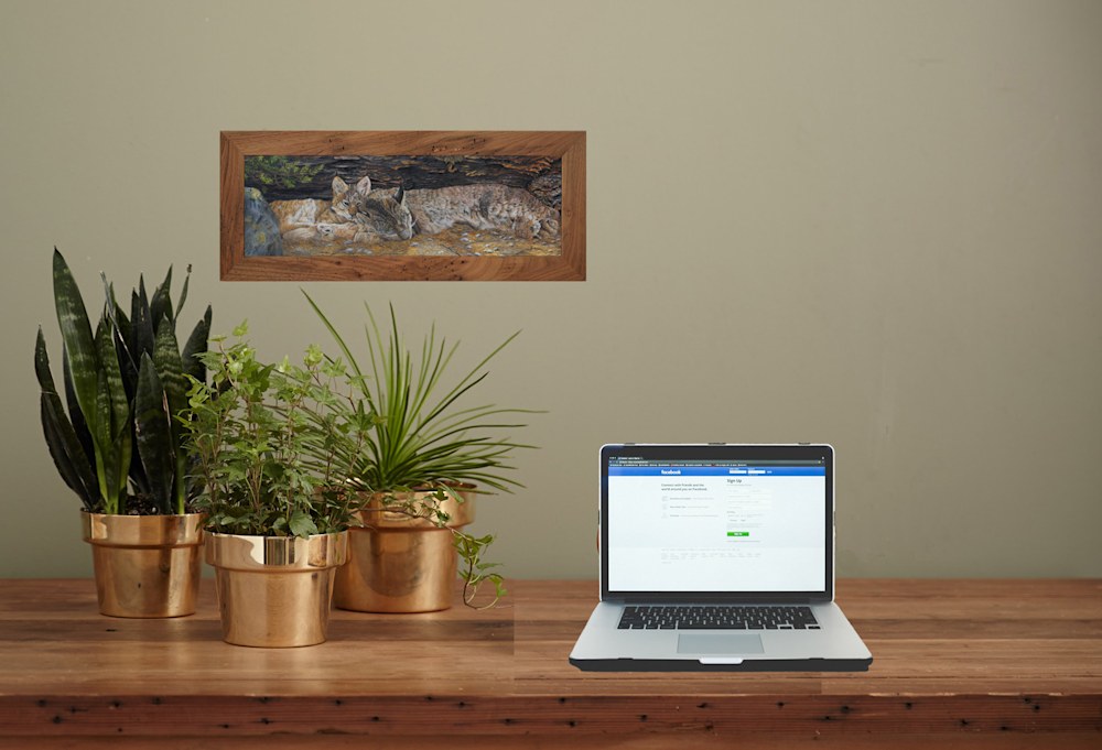 desk area with laptop with naptime   canadian lynx