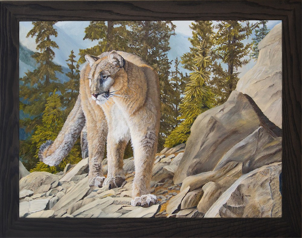high country   cougar   framed with original   recropped