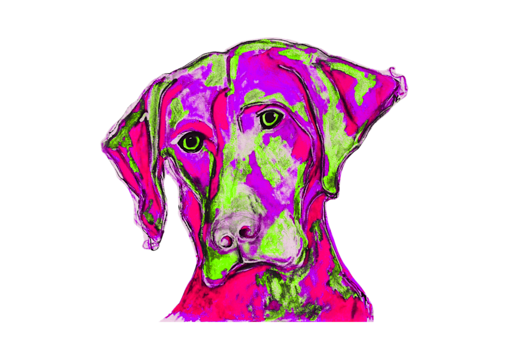 Labrador 1 v1