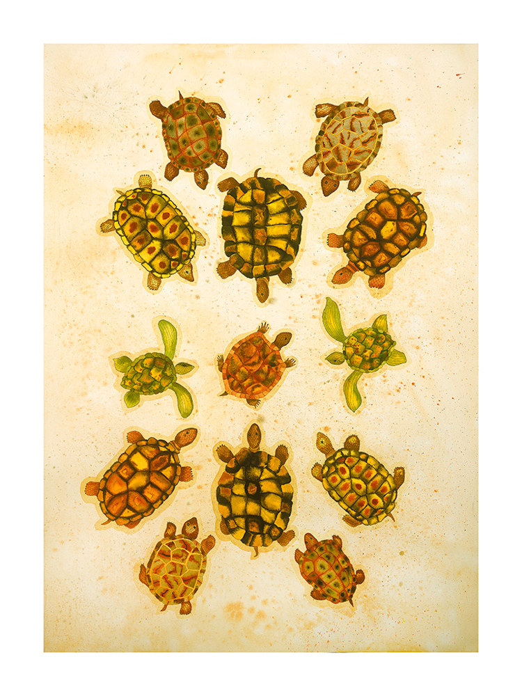 Turtles copy 2