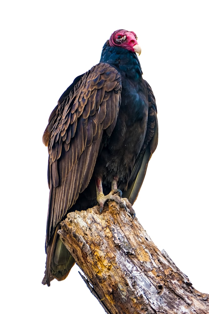 turkey vulture 11
