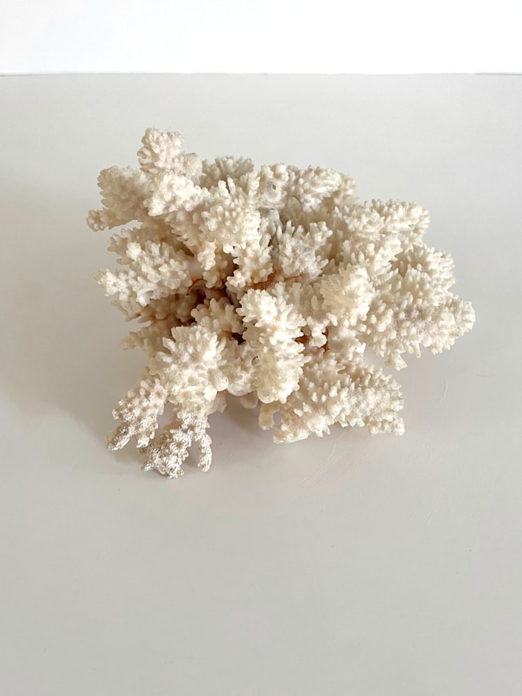 Coral w: Barnacles9
