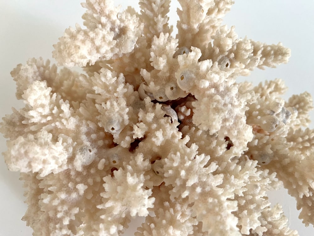Coral w: Barnacles5