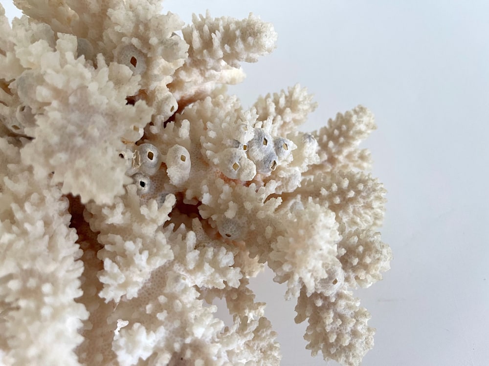 Coral w: Barnacles8