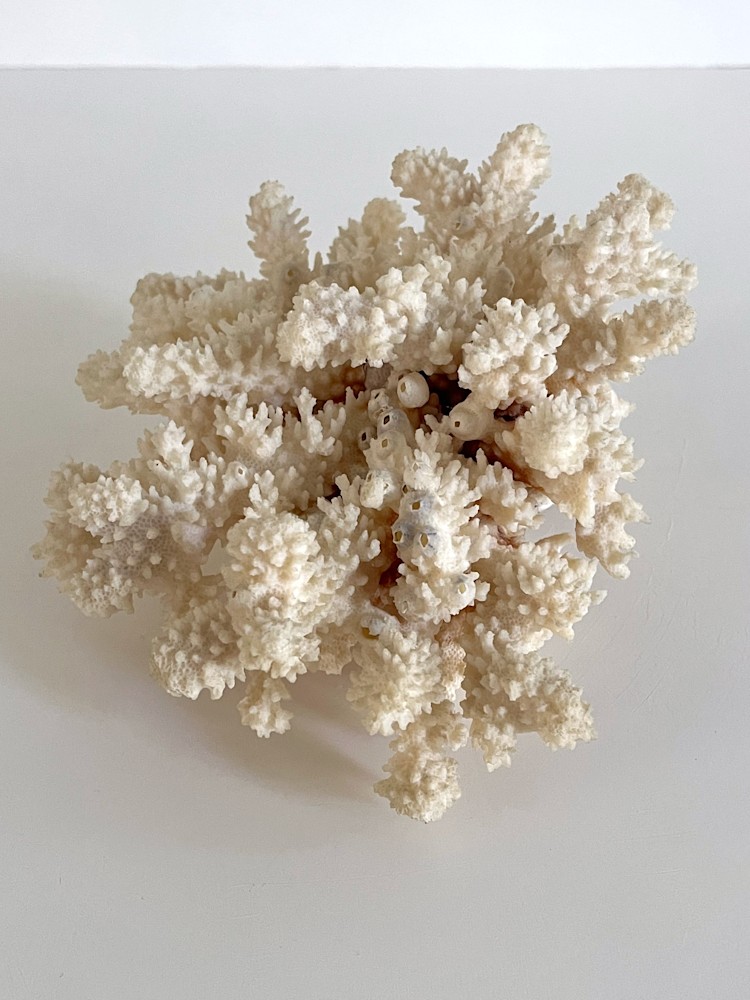 Coral w: Barnacles16
