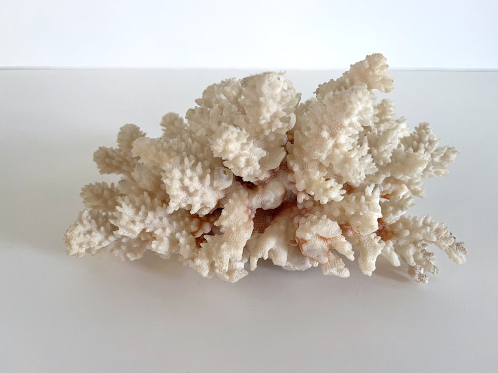 Coral w: Barnacles11