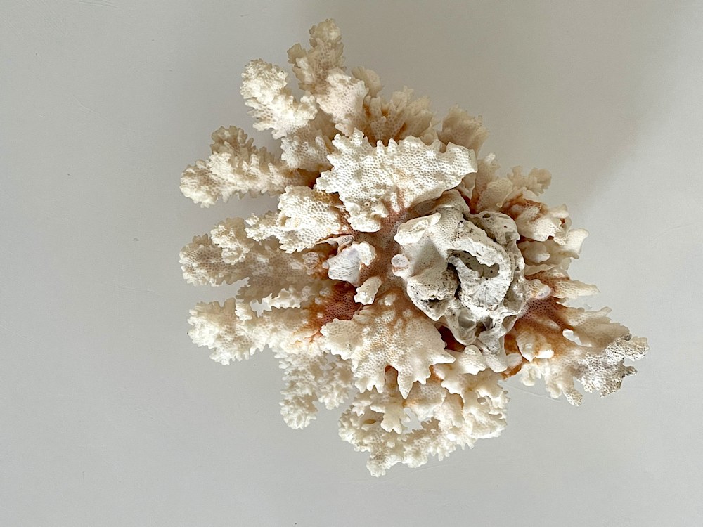 Coral w: Barnacles18
