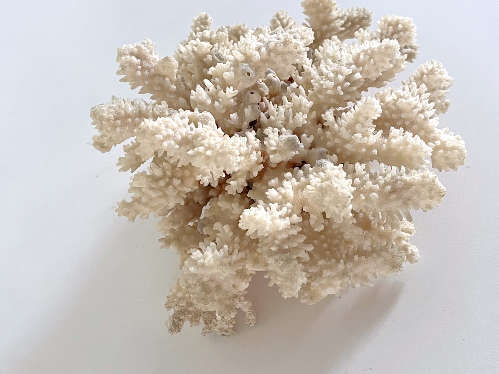 Coral w: Barnacles19