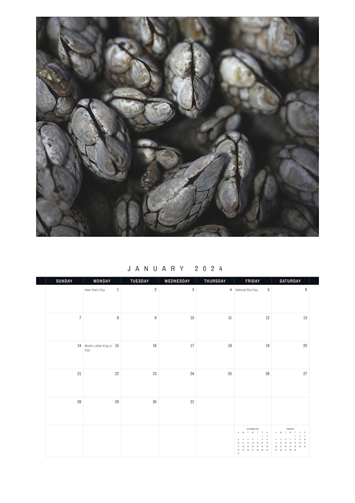 2024 Sealife Wall Calendars | Matt's Moments Photography