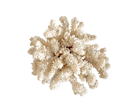 Coral w  Barnacles3 removebg preview