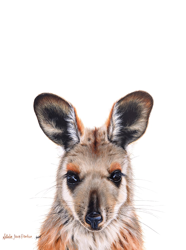 Wallaby Wallaby