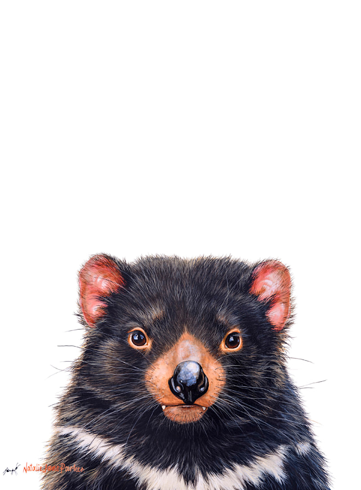 Tassie Devil Tassie Devil
