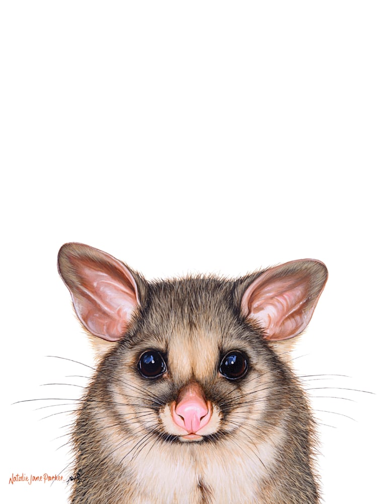 Possum Possum