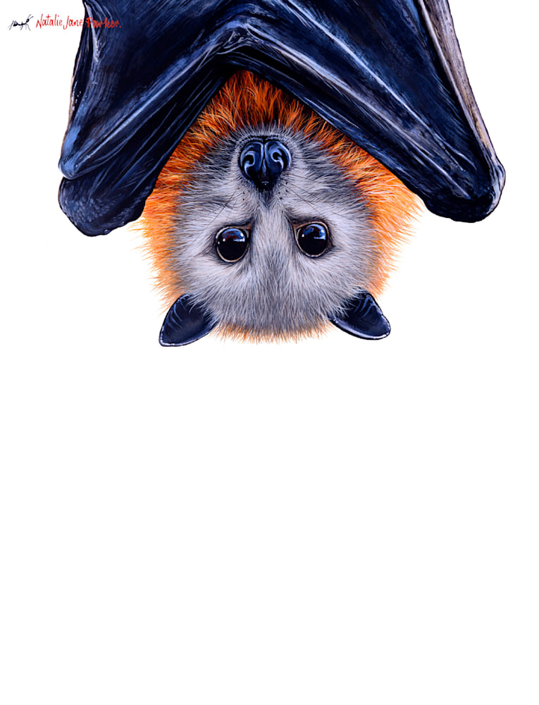 Flying Fox Flying Fox