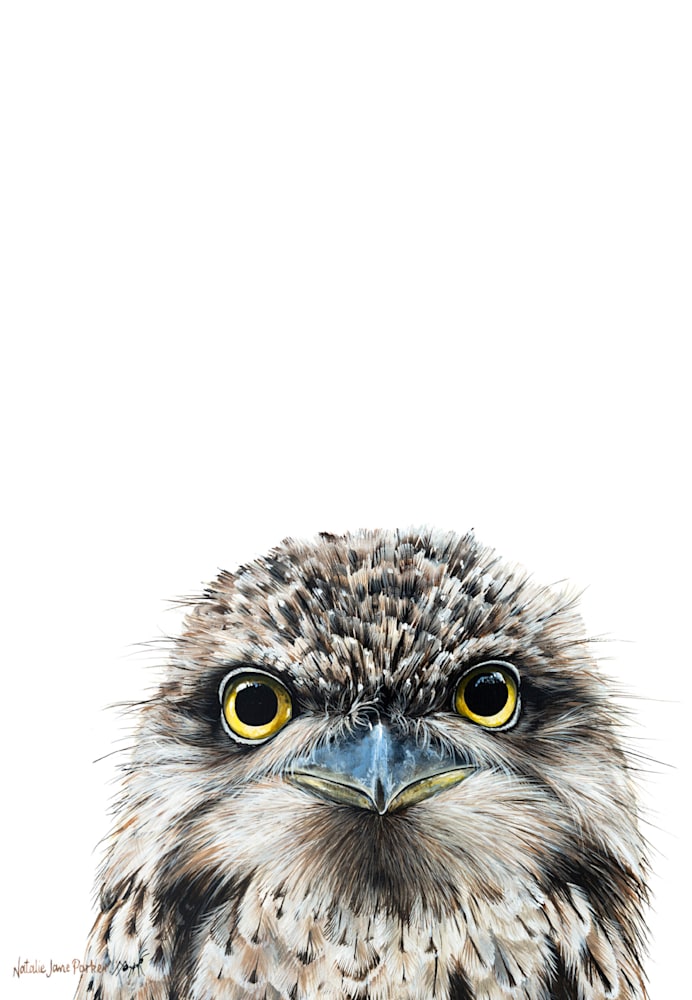 Tawny Tawny