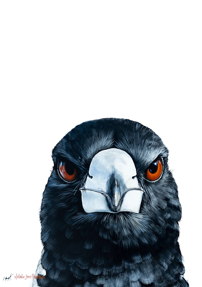 Magpie Magpie