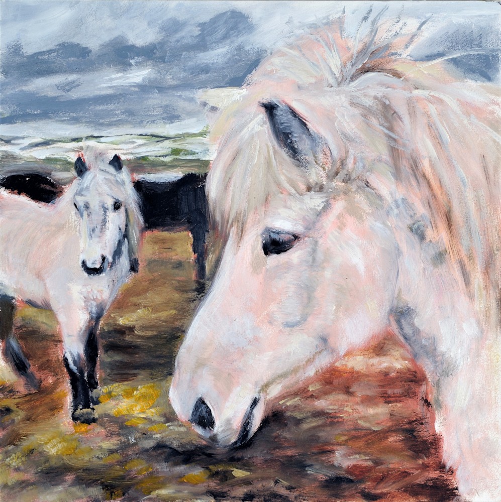 Shaggy Icelandic Horses