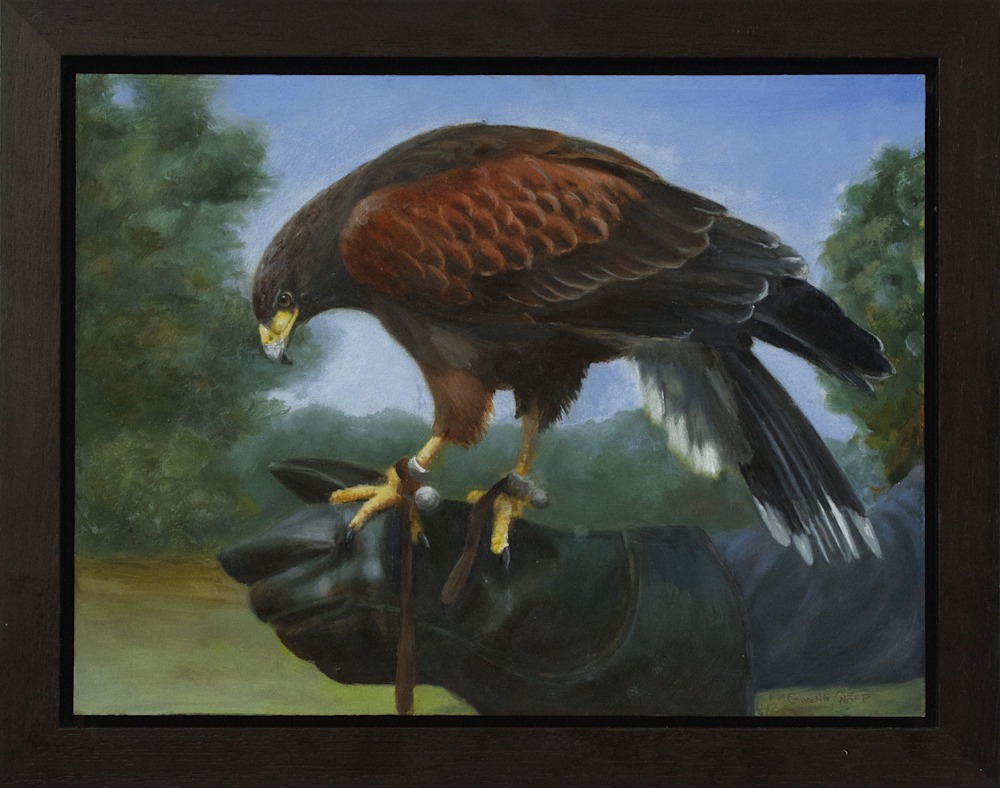 Falconry HarrisHawk frame