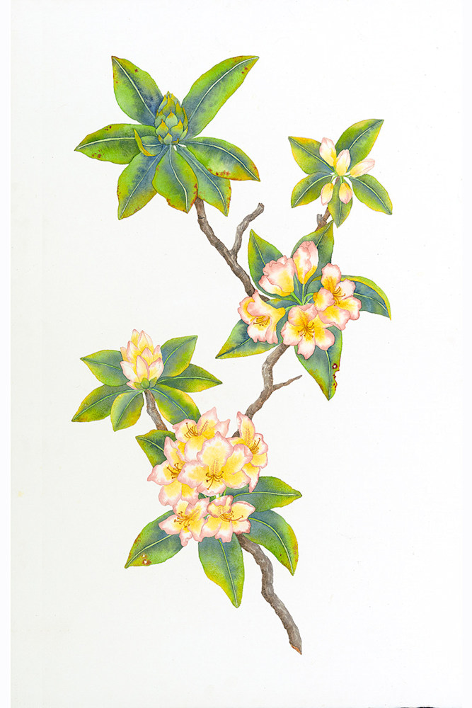 rhododendrum copy 2