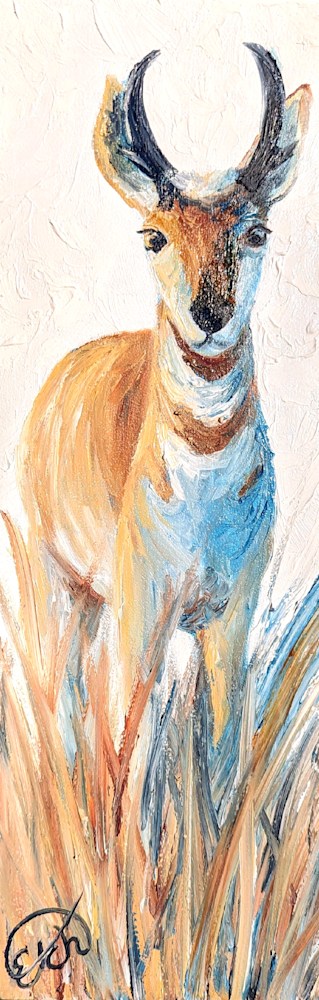 mini pronghorn