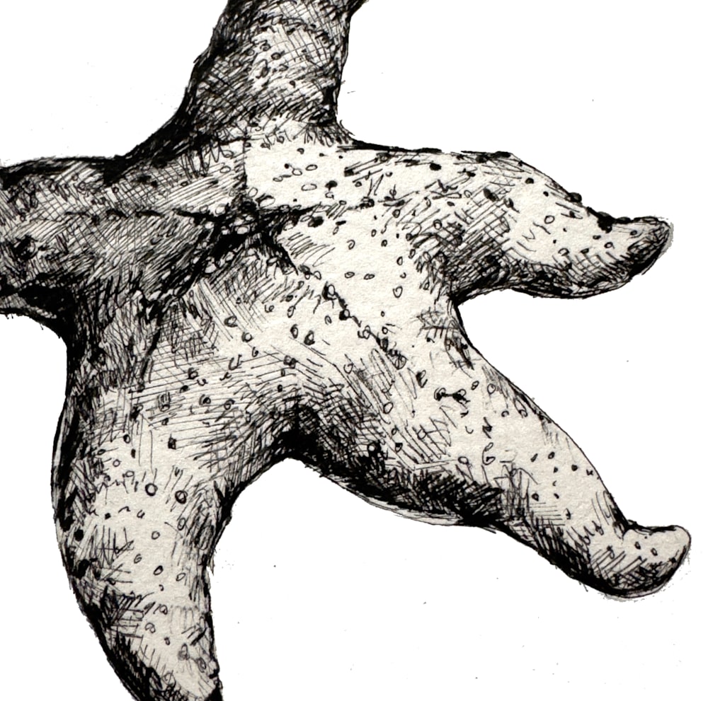 orche sea star