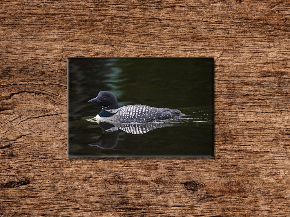 Loon dark background magnet