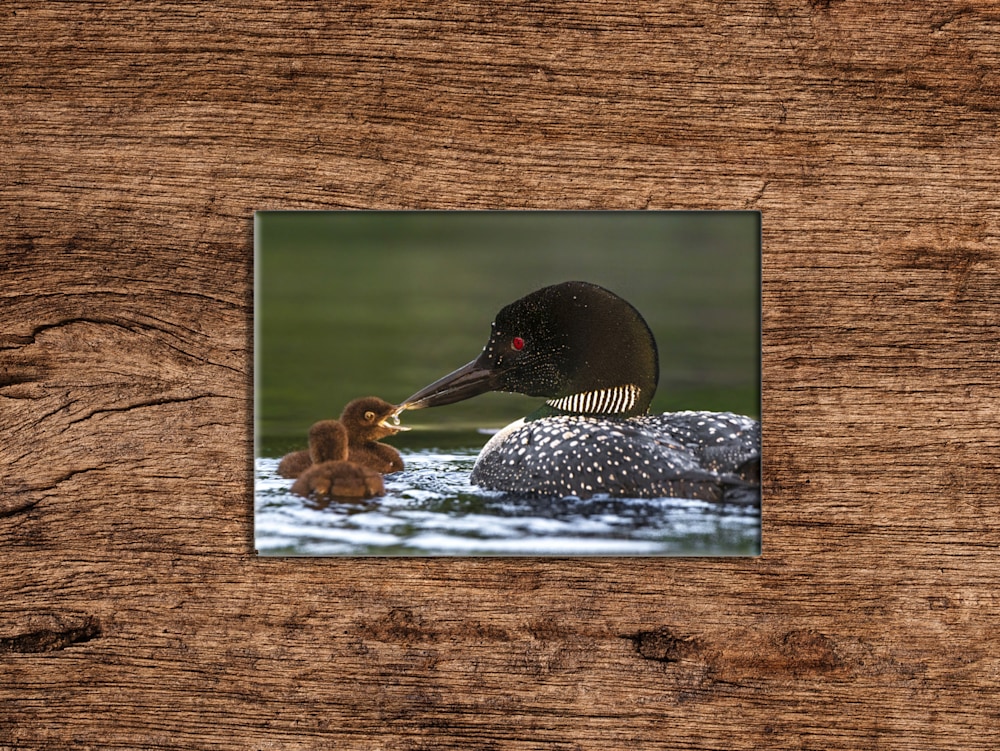 Loon with chic Magnet