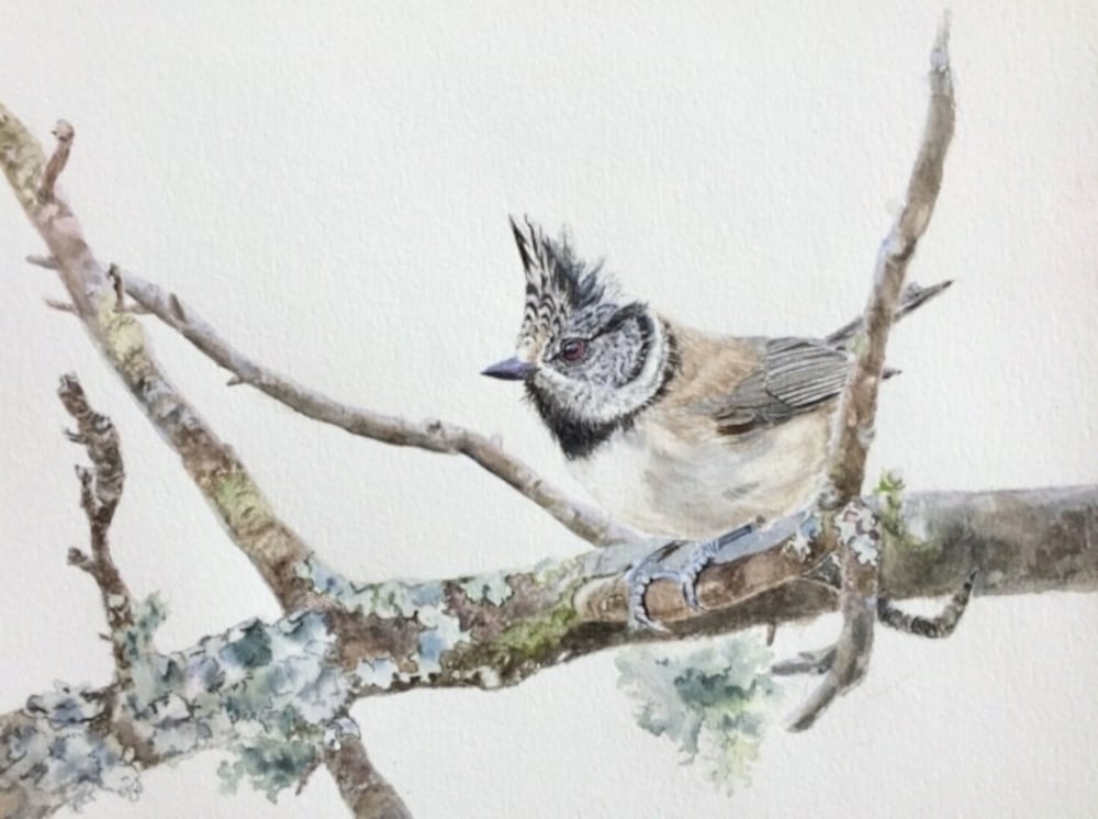 crested tit painting lighter background high quality