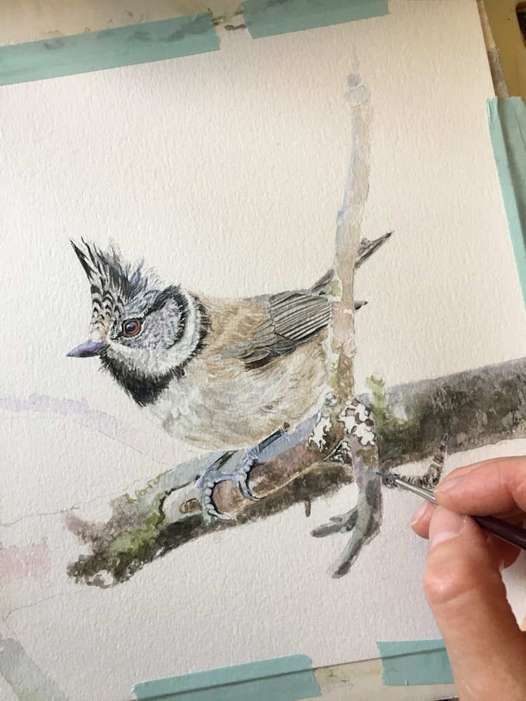 crested tit painting in progress