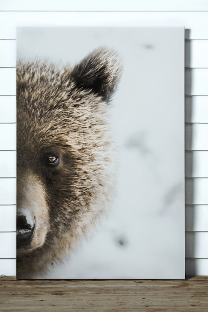Unframed Canvas Grizzly against wall